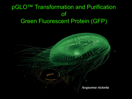 pGLO transformation lab notes-2007