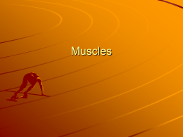 Muscles - science-teachers