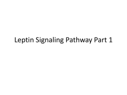 Leptin_Signaling_Pathway