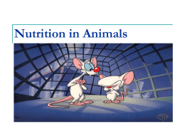 Proteins - Animal Nutrition