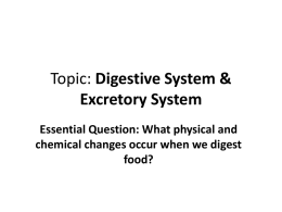 Digestive and Excretory