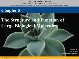 The Structure and Function of Large Biological Molecules