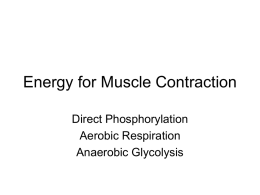 Energy for Muscle Contraction