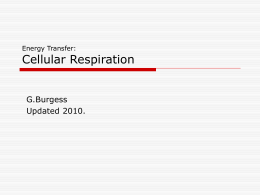 Energy Transfer: Cellular Respiration