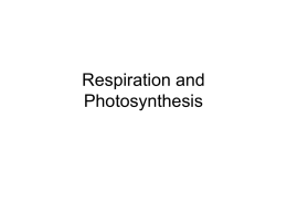 Respiration and Photosynthesis