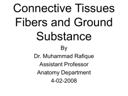Connective Tissues Fibers and Ground Substance