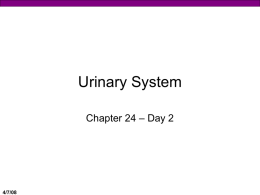 Urinary System, Day 2 (Professor Powerpoint)