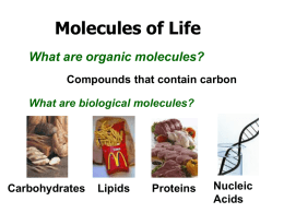 Molecules of Life Powerpoint