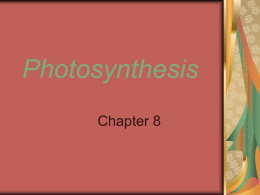 Photosynthesis - West Branch Schools
