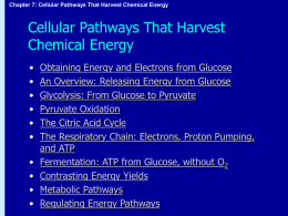 Chapter 7: Cellular Pathways That Harvest Chemical Energy