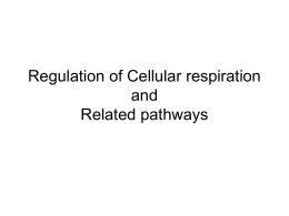 Regulation on Cellular respiration