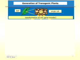 Generation of Transgenic Plants
