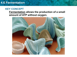 4.6 Fermentation