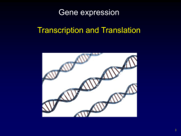 Gene expression powerpoint