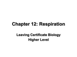 Respiration - leavingcertbiology.net