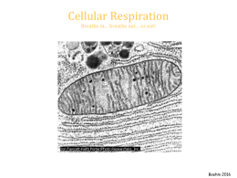 Cellular Respiration 2016