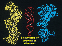 Biosynthesis of proteins on ribosomes GENETIC