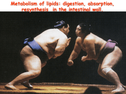 Metabolism of lipids digestion, absorption, resynthesis in