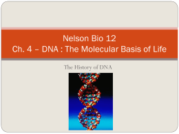 Nelson Bio 12 Ch. 4 – DNA : The Molecular Basis of Life