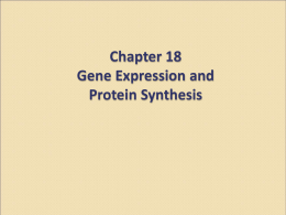 Chapter 18 Gene Expression and Protein Synthesis