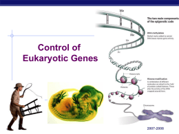 Eukaryotic Gene Control Power point