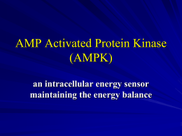 AMP Activated Protein Kinase (AMPK)