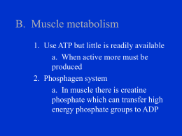 B. Muscle metabolism - Crestwood Local Schools