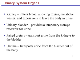 Urinary System Organs