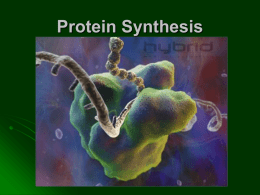 PP-Protein Synthesis