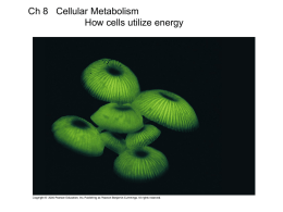 Cellular Energy and Enzymatic Function