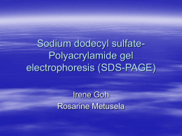 Sodium dodecyl sulfate-Polyacrylamide gel electrophoresis