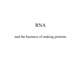 RNA and protein synthesis