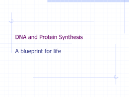 DNA and Protein Synthesisx