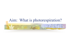 What is photorespiration?