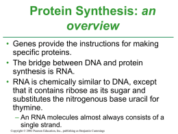 Protein Synthesis powerpoint