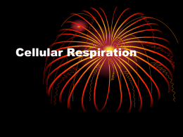 2014 Cellular Respiration ppt