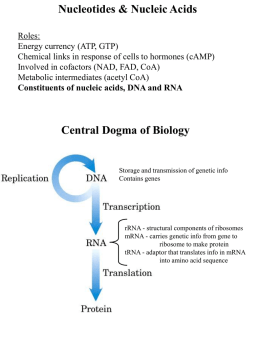Nucleic Acid structure - part 1