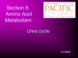 AA lecture 2 urea cycle