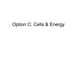 Option C: Cells & Energy