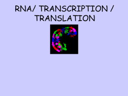 RNA.transcription.translation