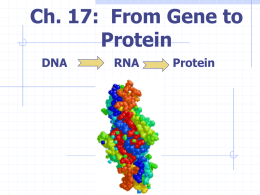Ch. 17: From Gene to Protein