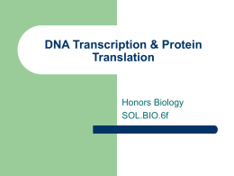 DNA - Transcription & Translation