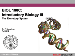 The Excretory System - Cal State LA