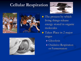 Cellular Respiration PowerPoint
