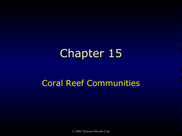 coral reef - honorsmarinebiology
