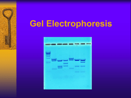 electrophoresis_power_point