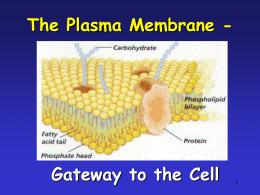 Plasma_Membrane2