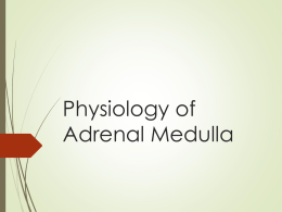 11-Adrenal Medulla