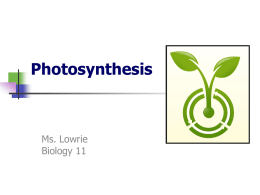 Photosynthesis - HRSBSTAFF Home Page