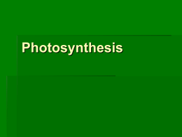 Photosynthesis - Leavell Science Home